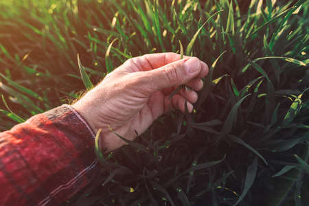 Farmer touching wheatgrass in field and examining development of cereal crops, selective focusの写真素材
