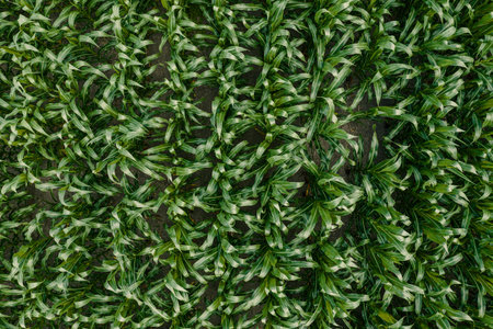 Drone photography, top view of green unripe corn crop field in summer. Directly above view of maize plantation.の写真素材