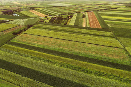 Aerial view of beautiful plain countryside landscape with cultivated fields of corn and sunflower...