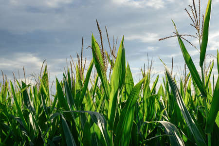 Corn stalks with tassel, growing organic maize crops