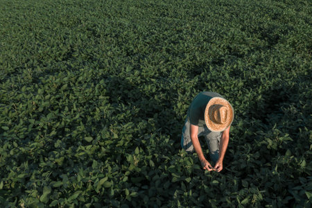 Aerial view of soybean farmer working in the field from drone pov, agricultural activity in summer sunsetの写真素材
