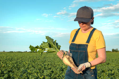 Female farmer posing in sugar beet field, Beta vulgaris cultivationの写真素材