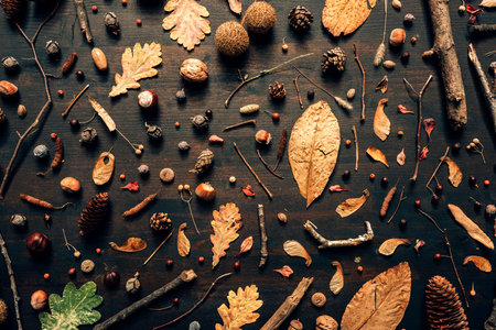 Top view flat lay fall season decorative arrangement with dry leaves, nuts and branchesの写真素材