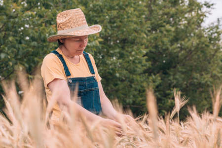 Female farm worker agronomist examining ripe barley crops in cultivated agricultural fieldの写真素材