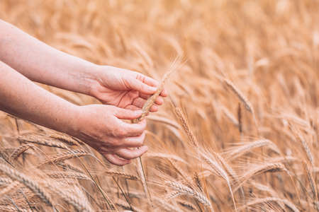 Female farm worker agronomist examining ripe barley crops in cultivated agricultural fieldの写真素材