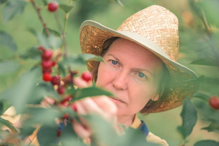 Female farmer picking ripe cherry fruit in organic orchard, locally grown produce concept, selective...