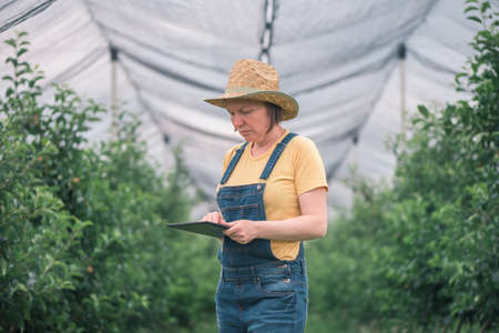 Female farmer using tablet computer in organic apple fruit orchard, innovative technology in locally grown food production processの写真素材