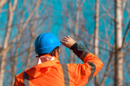 Forestry technician looking up at treetops of the aspen tree forest and planning deforestation