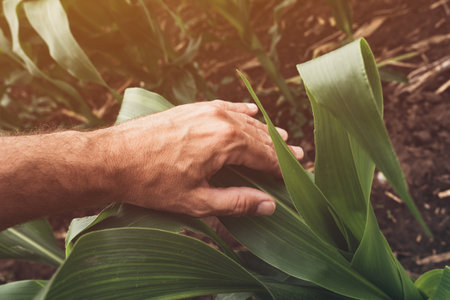Corn crops growth control concept, farmer agronomist examining maize plants in field, close up of handの写真素材