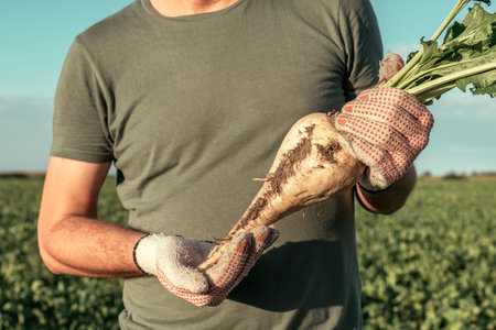 Male farmer posing in sugar beet field, Beta vulgaris cultivation
