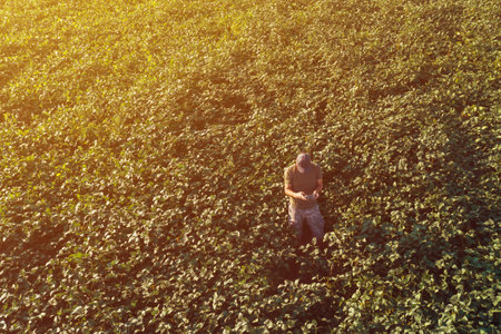 Soybean smart farming, farmer using drone in agricultural production and growing legume crops