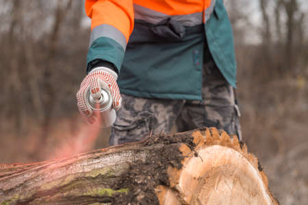Forestry technician marking tree trunk with red aerosol can paint in forest after cutting, close up...