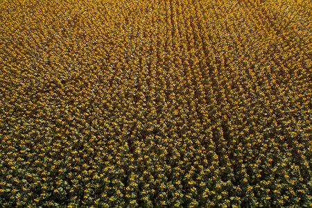Aerial view of large endless blooming sunflower field in summer from drone pov, high angle view of yellow flower heads in blossomの写真素材