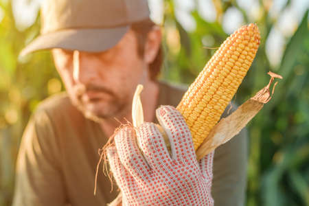 Farmer holding corn on the cob in the field during the maize crop harvestの写真素材