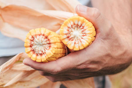 Agronomist holding corn on the cob in the field during the maize crop harvest