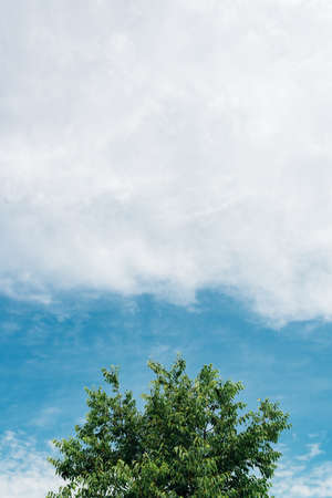 Green treetop against sky, minimal abstract composition with copy space