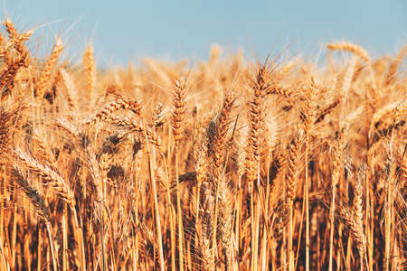 Harvest ready wheat field in summer, selective focus