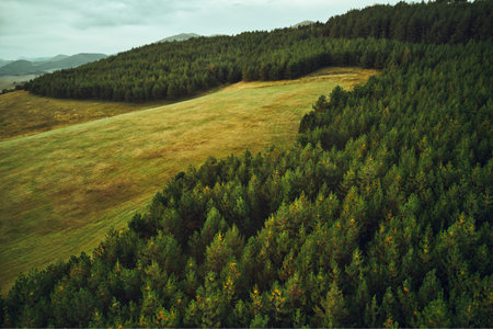 Aerial view of golden pine forest at Zlatibor mountain in Serbia from drone pov