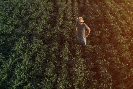 Aerial view of soybean farmer working in the field from drone pov, agricultural activity in summer...