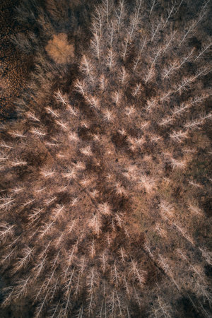 Top view of deciduous cottonwood forest from drone pov in winter afternoon