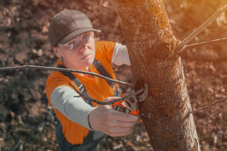 Female gardener using pruning shears to cut of the walnut tree branches in orchard, selective focus