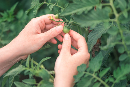 Female farmer examining unripe tomato fruit in organic vegetable garden, locally grown produce...
