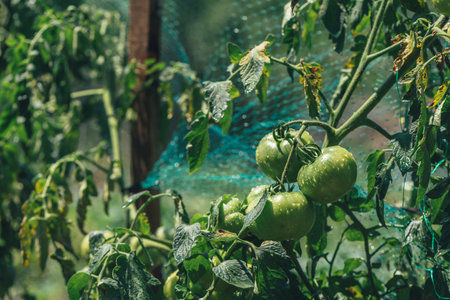 Green tomato in organic vegetable garden, growing home produced foodの写真素材
