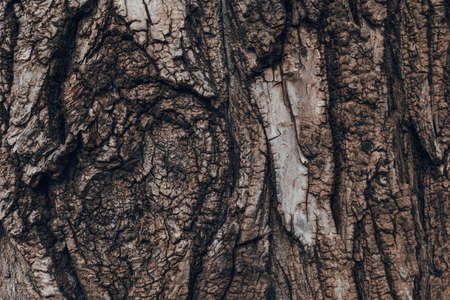 Tree bark texture pattern, old maple wood trunk as background, wide angle close upの写真素材