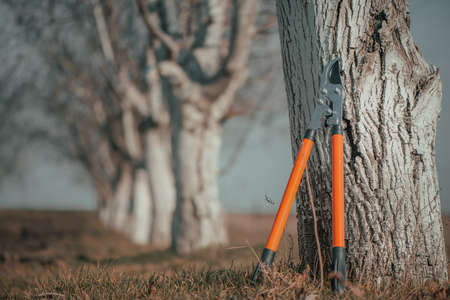 Telescopic ratchet bypass lopper leaning on to walnut tree in orchard, selective focus with copy spaceの写真素材