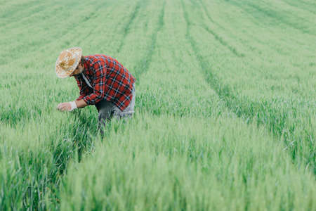 Farmer inspecting green wheat crop development in field, adult male agronomist with straw hat and plaid shirt working on farmlandの写真素材