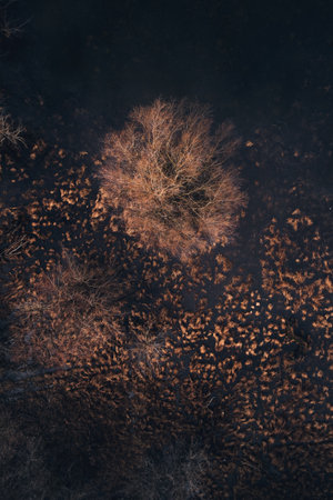 Aerial top view of deciduous tree in floodplain from drone pov, marshy landscape in winterの写真素材