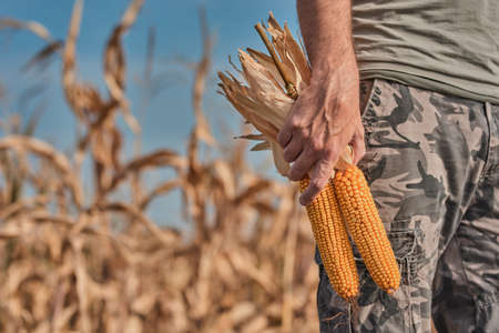 Farmer holding harvested corn on the cob in agricultural field, portrait of male farm worker during successful harvest of maize cropsの写真素材