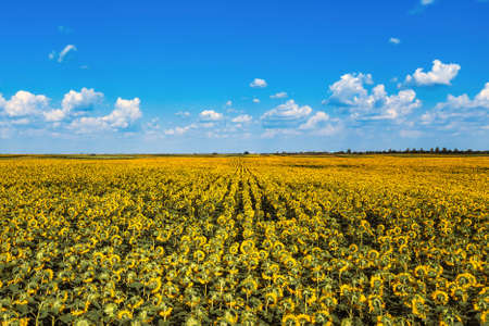 Aerial view of large endless blooming sunflower field in summer from drone pov, high angle view of...