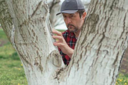 Farmer examining walnut tree in organic fruit orchard, selective focus