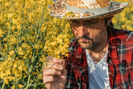 Farmer examining blooming rapeseed plant in cultivated field, agronomist performing crop control,...