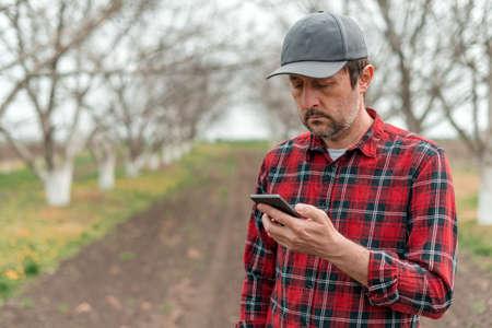 Farmer using mobile smart phone app in walnut fruit orchard, smart farming and modern technology in...