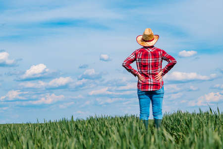 Female farmer standing in green wheat field with hands on her hips, rear view, selective focusの写真素材