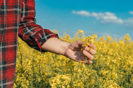 Close up of farmer's hand holding blooming rapeseed plant in cultivated field, farmer examining plantationの写真素材