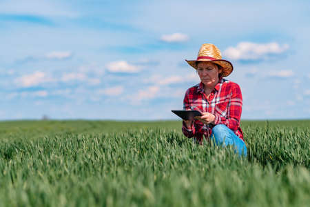 Female farmer agronomist using digital tablet in green wheat field, innovative technology in agricultural productionの写真素材