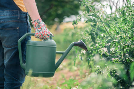 Female farmer with watering can in organic orchard, locally grown food production concept, selective focusの写真素材