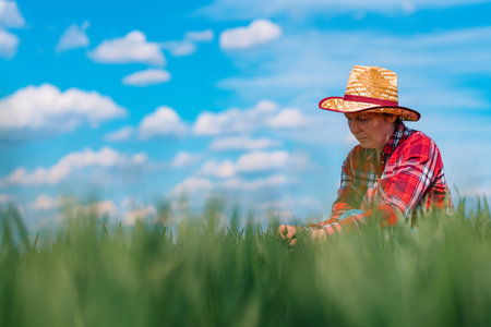 Female farmer checking young green wheat cereal crops in field, selective focus