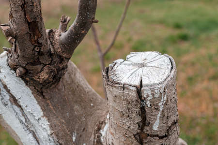 Walnut tree with white lime layer applied, close up with selective focusの写真素材