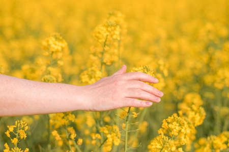 Female farmer hand touching blooming rapeseed crops in field, close up with selective focusの写真素材