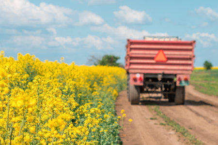 Tractor on country dirt road by the blooming rapeseed crop field, selective focus on flowersの写真素材