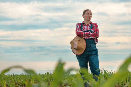 Concerned female agronomist standing in corn field and looking over young green maize cropsの写真素材