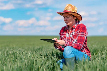 Female farmer agronomist using digital tablet in green wheat field, innovative technology in agricultural productionの写真素材