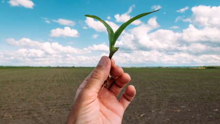 Farmer examining corn maize crop seedling in field, closeup of hand with selective focusの写真素材
