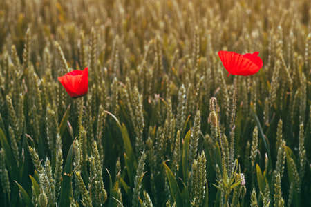 Common poppy wild flower in wheat field, selective focusの写真素材