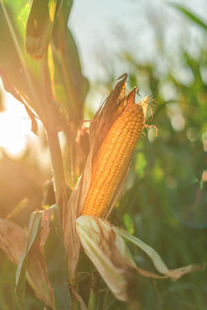 Ear of corn in the field, selective focusの写真素材