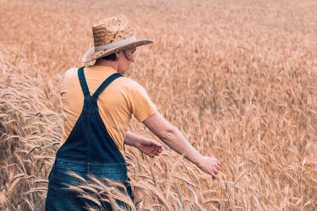 Female farm worker agronomist examining ripe barley crops in cultivated agricultural fieldの写真素材